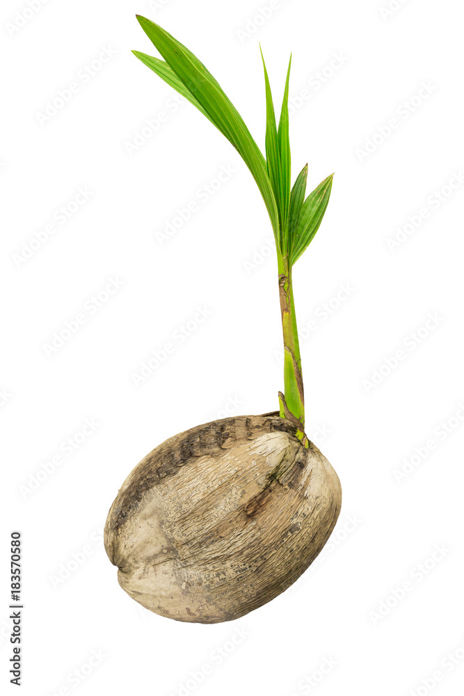 Fototapeta premium sprout coconut tree on white background