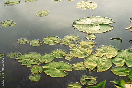 Lotus leaves on the surface.