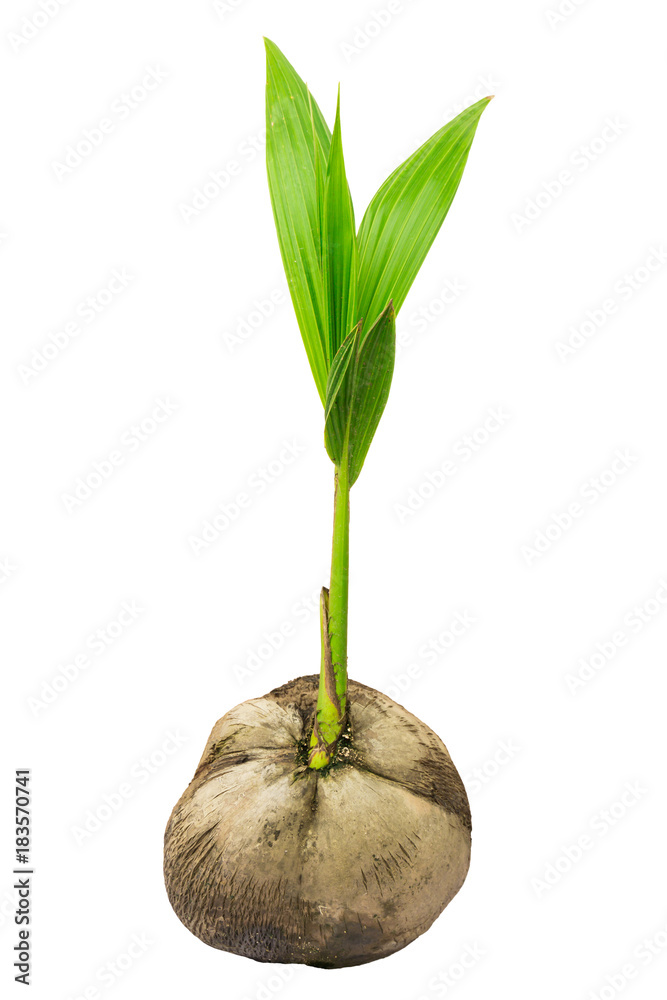 Fototapeta premium sprout coconut tree on white background