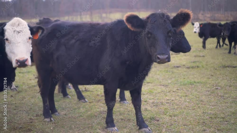 Closeup of black baldy and black angus cows looking at camera
