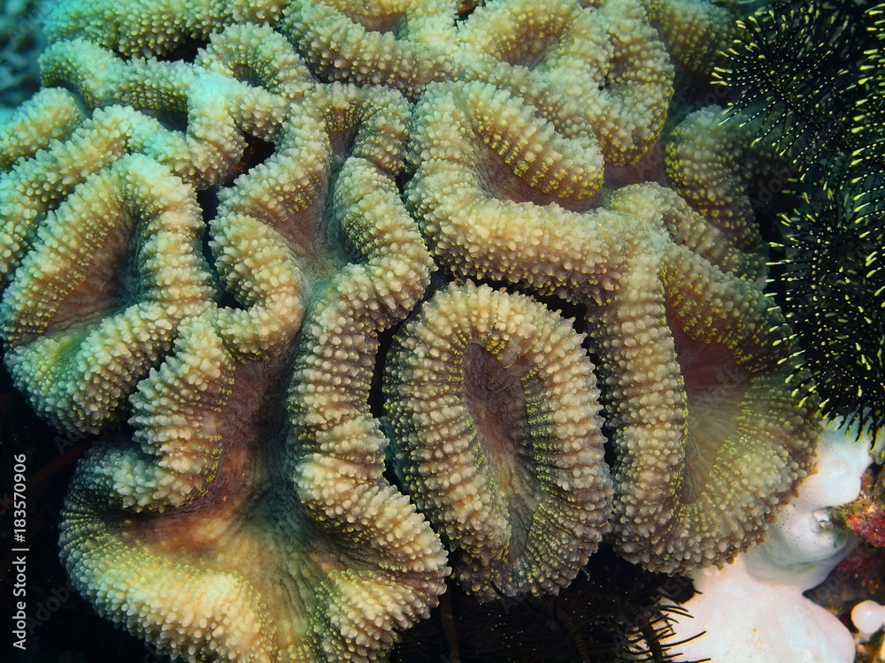 Stone coral Stone coral