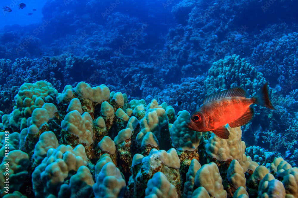 Naklejka premium Underwater reef with blue water background