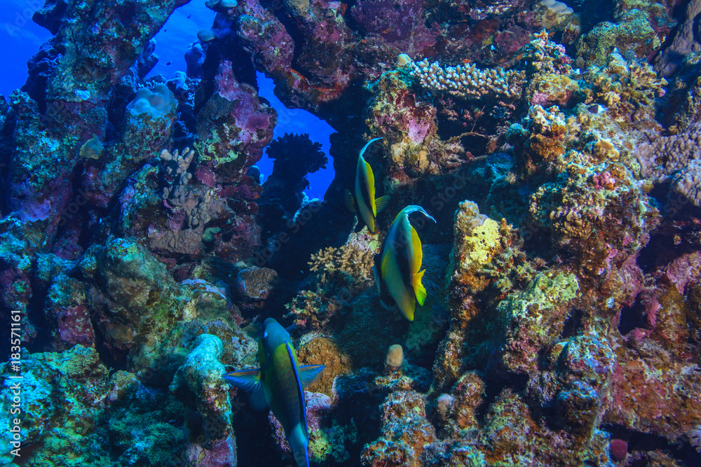 Fototapeta premium Red sea diving and coral fish