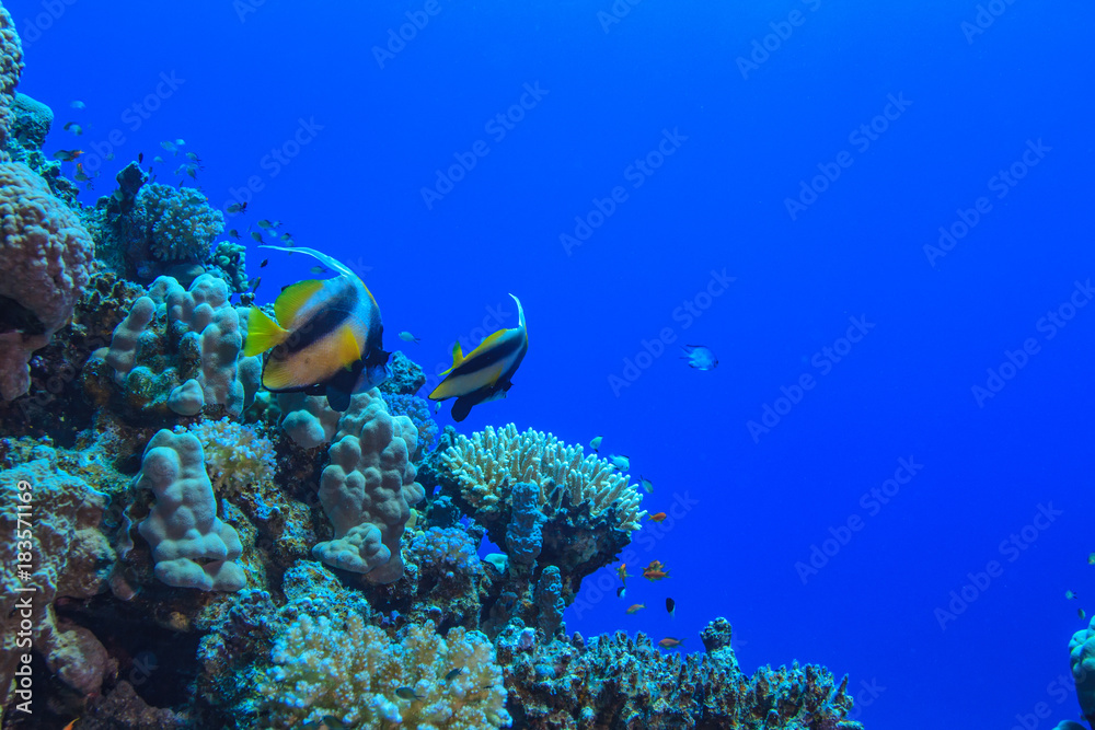 Naklejka premium Underwater wildlife, coral reef with bannerfhish against blue water in Red sea, aquatic postcard with copyspace