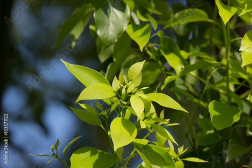 Fotografija Leaf of Cinnamomum camphora tree