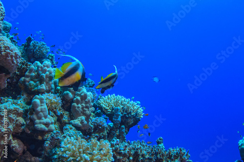 Underwater wildlife, coral reef with bannerfhish against blue water in Red sea, aquatic postcard with copyspace