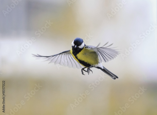  bird the titmouse flies against the bright Sunny sky widely waving wings and feathers © nataba