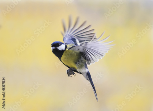 a funny little bird the titmouse flies against the bright Sunny sky widely waving wings and feathers