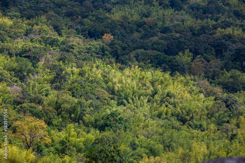 aerial view of the forest, Texture of forest in an aerial view