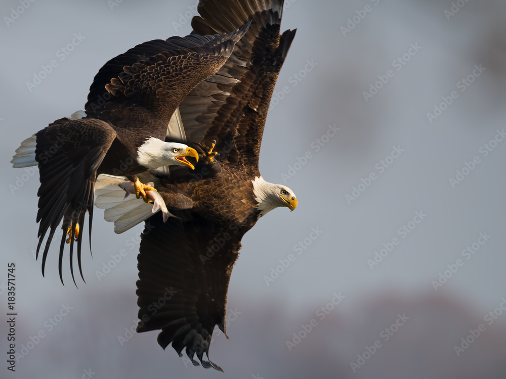 Fototapeta premium Bald Eagles in Flight Battling