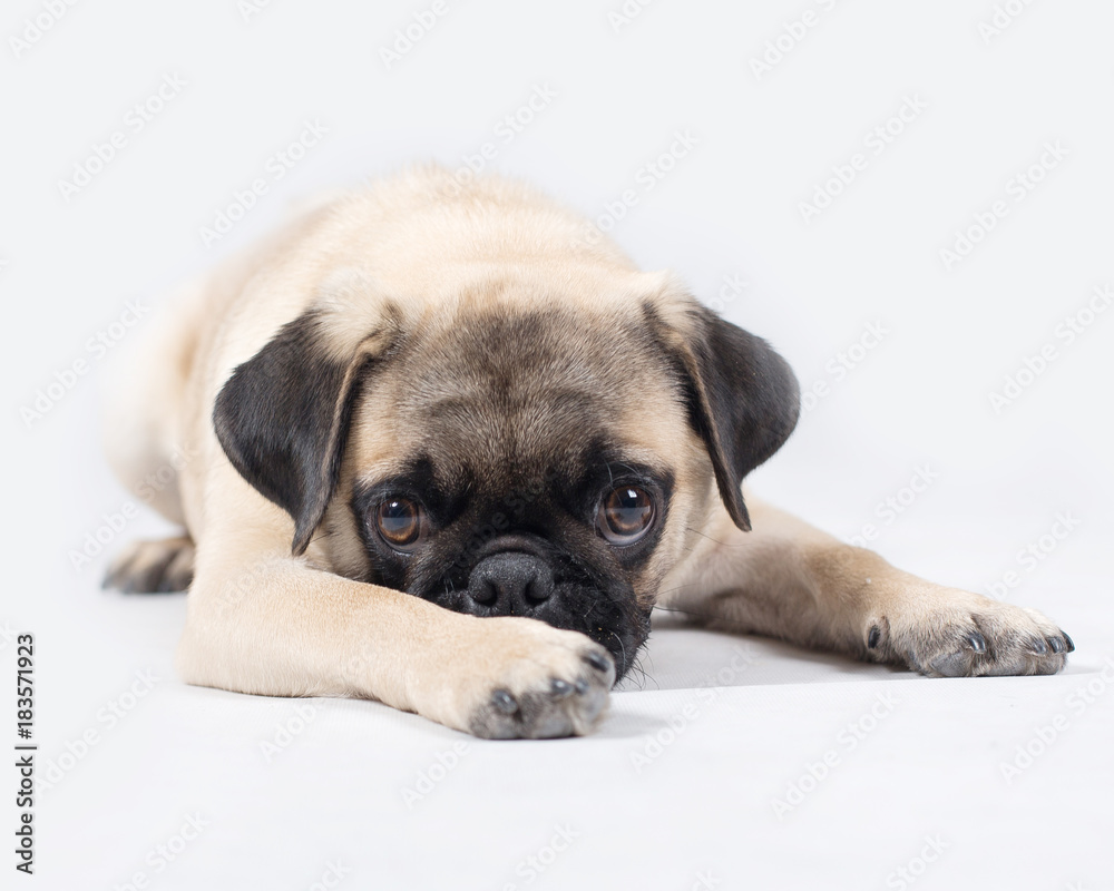 Liitle creamy pug lies on the floor in the studio white isolated
