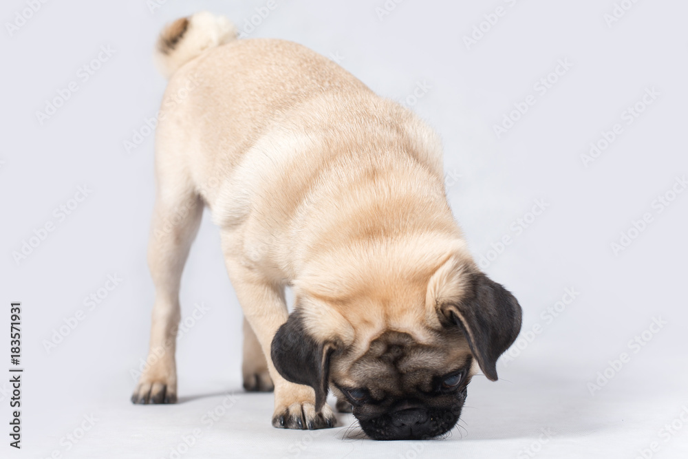 Liitle creamy pug eat some food from the floor in the studio white isolated