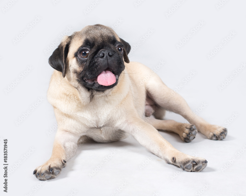 Liitle creamy pug lies on the floor stuck out his tongue in the studio white isolated