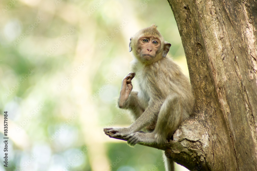 Monkey sitting trifle. Monkey sitting trifle.