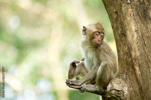 Monkey sitting trifle. © suti