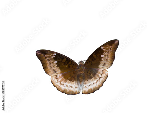 Isolated female of Mango Baron butterfly ( Euthalia aconthea garuda ) on white photo