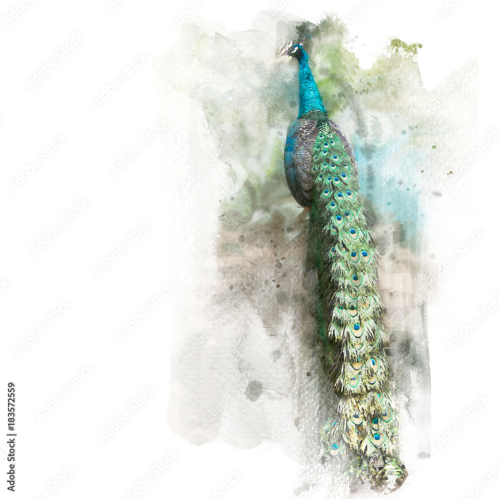 The beautiful green peafowl show its tail. Watercolor painting (retouch).