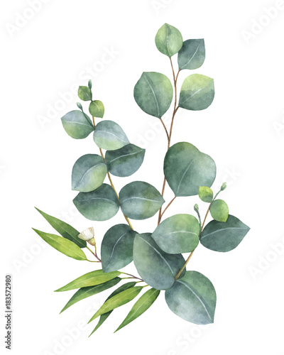 Photographie Watercolor vector bouquet with green eucalyptus leaves and branches