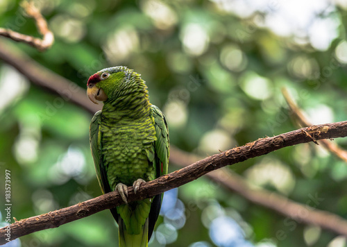 Profile of a Green  Amazonian Parrot with Green, Red, and Blue Plumage
