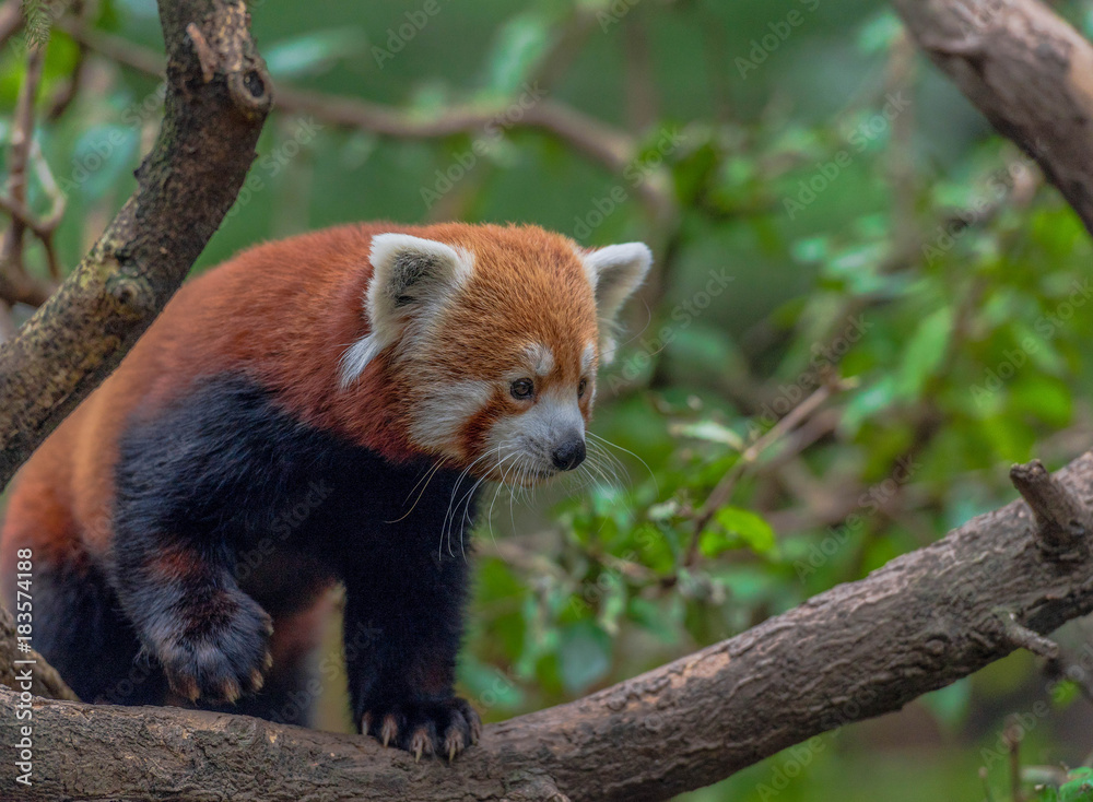 Orange and White Fur on an Adorable Red Panda in a Tree Against a Green Leafed Background Orange and White Fur on an Adorable Red Panda in a Tree Against a Green Leafed Background