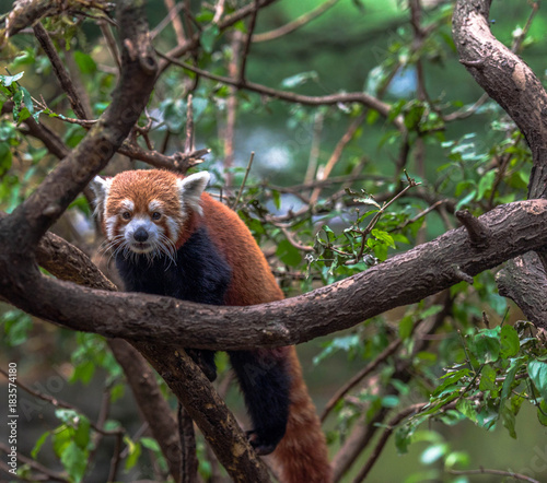 Orange and White Fur on an Adorable Red Panda in a Tree Against a Green Leafed Background