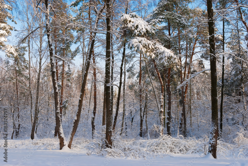 Fototapeta premium Зимний лес в снегу. Красивое, морозное утро в красивом лесу. Рождественский, новогодний лес. Деревья и земля в снегу. Солнечный свет.