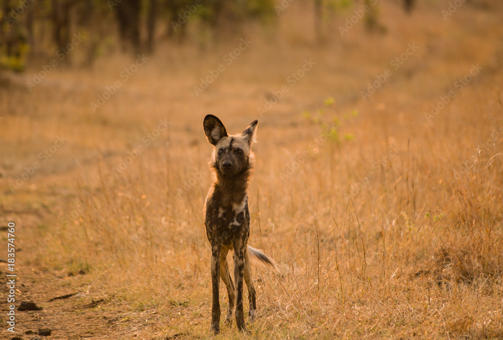 Afrikanische Wildhunde in der Savanne vom in Simbabwe, Südafrika Afrikanische Wildhunde in der Savanne vom in Simbabwe, Südafrika