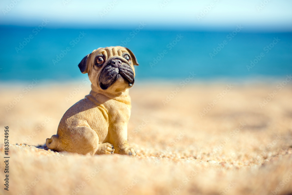 Obraz premium The symbol of the year 2018 is the dog