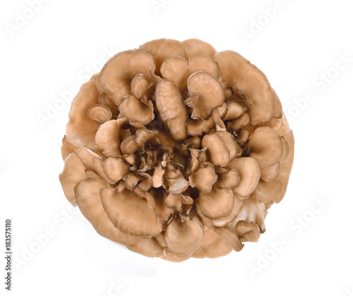 maitake mushrooms isolated on white background