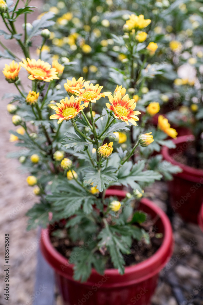 Fototapeta premium flower in the garden