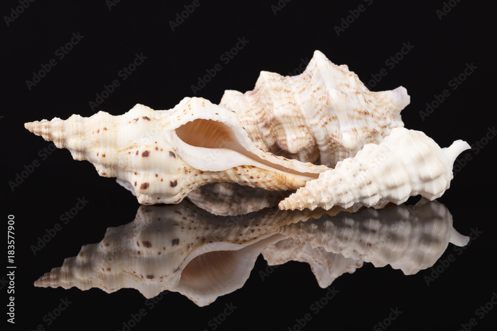 Sea shells of auger snail isolated on black background Sea shells of auger snail isolated on black background