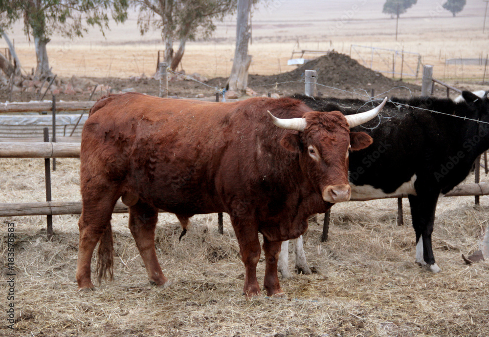 Bull, cow in the pen, pet. Agriculture, farm Bull, cow in the pen, pet. Agriculture, farm