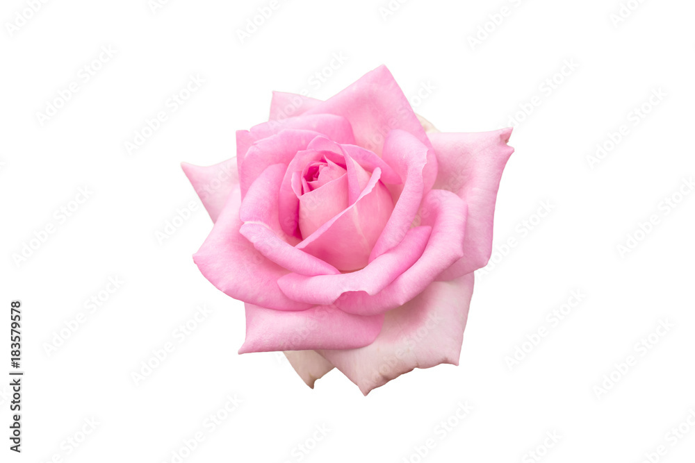 selection of beautiful pink rose flower isolated on white background with paths selection of beautiful pink rose flower isolated on white background with paths
