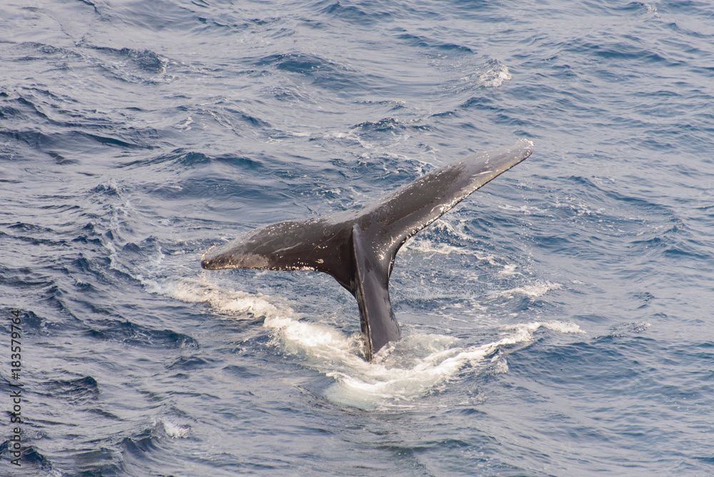 Fototapeta premium Humpback whale tail