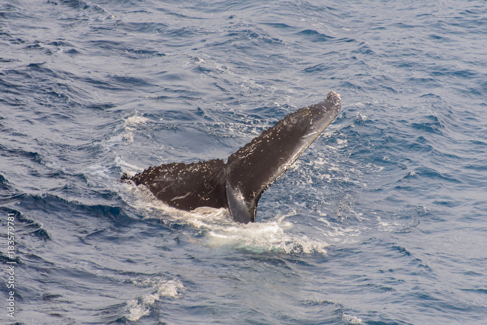 Naklejka premium Humpback whale tail