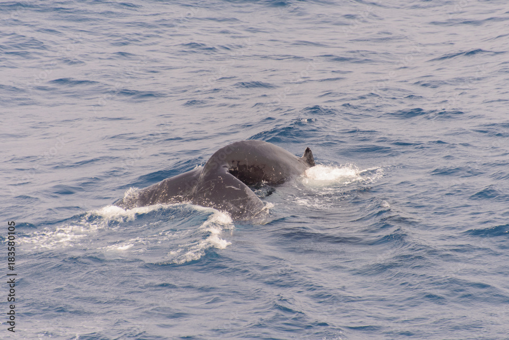 Obraz premium Humpback whale tail