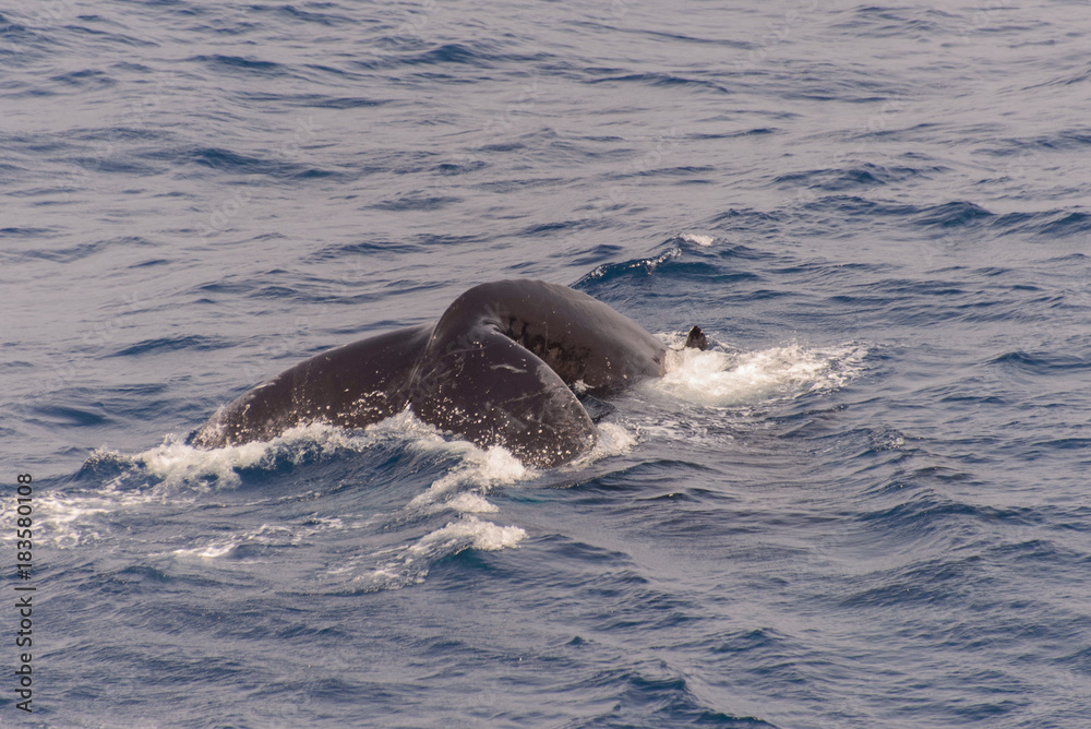 Humpback whale tail