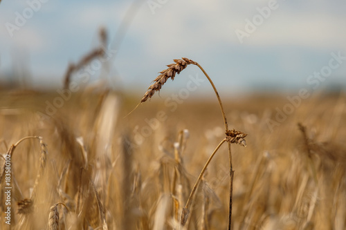 bending the ear of the dry autumn field