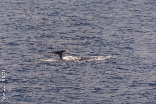 Humpback whale fin