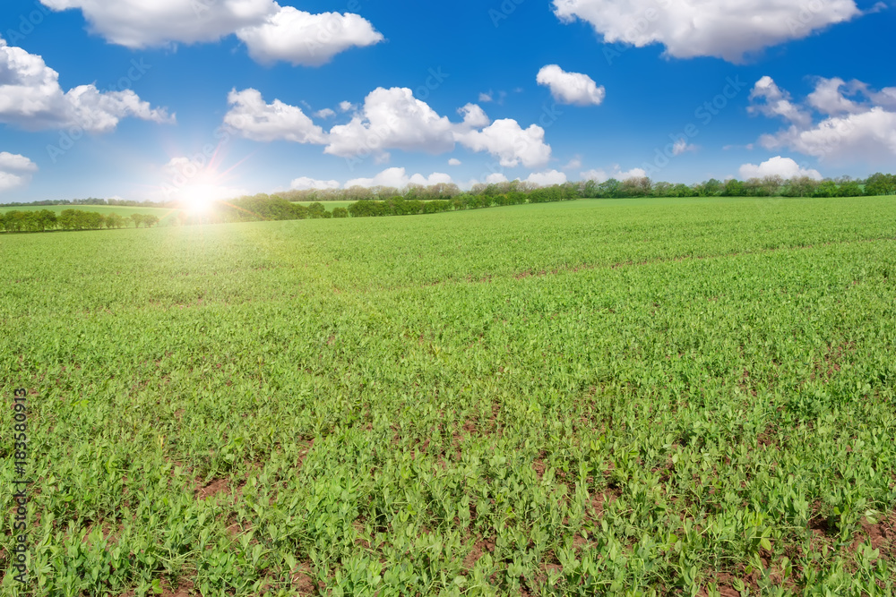 Green field and beautiful sunrise.