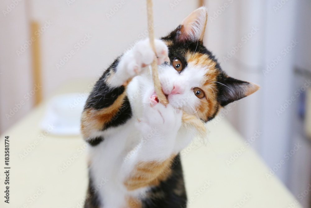かわいい子猫