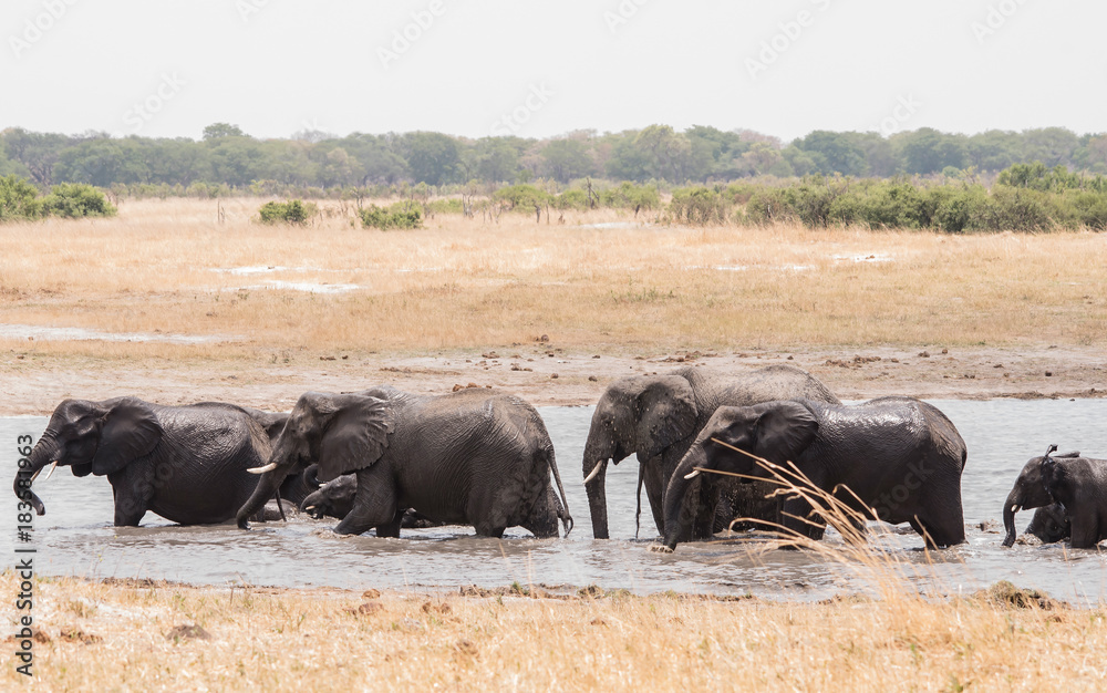 Elefanten in der Savanne vom in Simbabwe, Südafrika Elefanten in der Savanne vom in Simbabwe, Südafrika