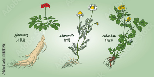 Engraving illustration of set of medicinal herbs in colors: ginseng, chamomile, celandine