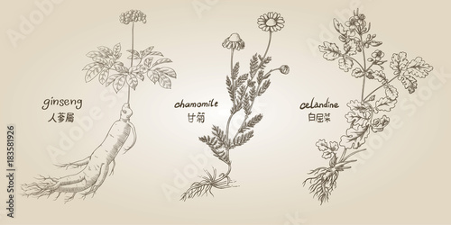 Engraving illustration of set of medicinal herbs in sepia: ginseng, chamomile, celandine photo
