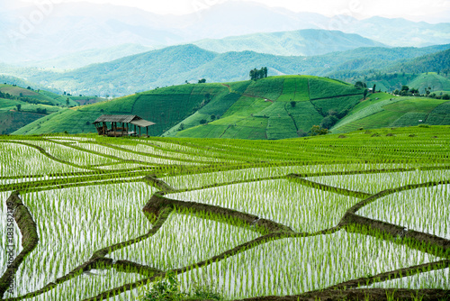 Rice Farming in Thailand