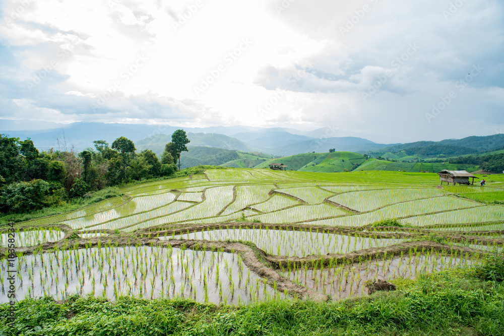 Rice Farming in Thailand