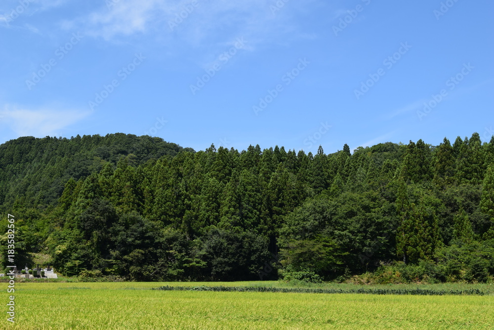 Obraz premium 杉林