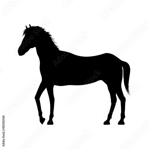 Black silhouette of horse on white background. Isolated image of young stallion. Vector illustration