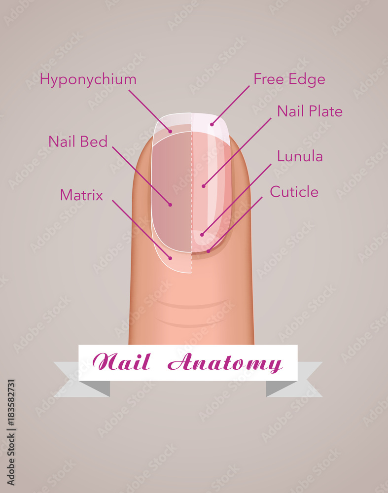 PPT - Nail Structure and Growth PowerPoint Presentation, free download -  ID:7053826