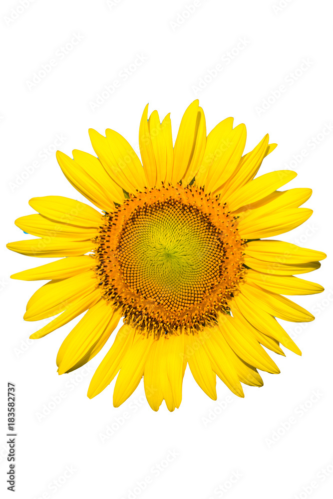 Naklejka premium sunflower isolated on white background
